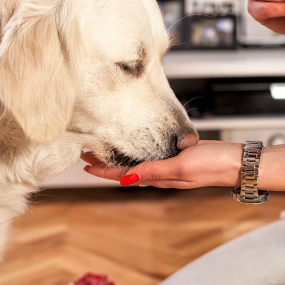 human grade dog treats