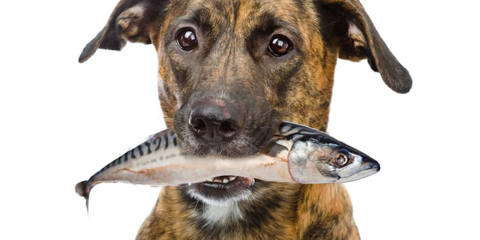 fish oil dogs